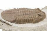 Large Asaphus Plautini Trilobite Fossil - Russia #200405-1